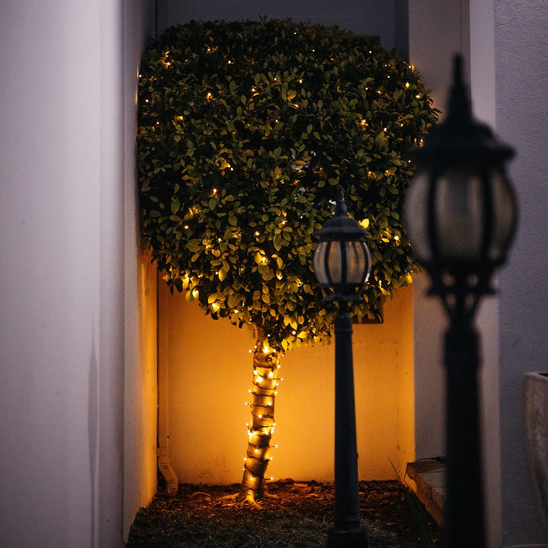 Solar Fairy Lights wrapped in a lollipop tree outdoors in a garden.