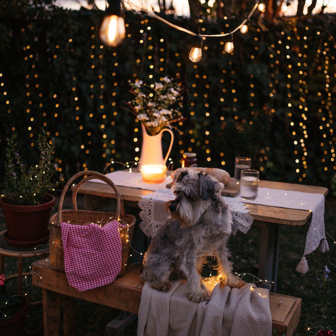 Dog sitting on a table with a decorated outdoor setting featuring copper fairy lights and a lantern.