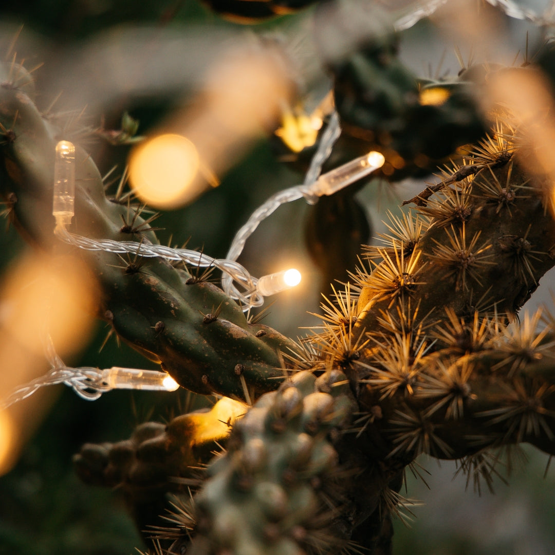 Ultimate Clear Fairy Lights with warm white LEDs on clear cable woven between cactus needles creating a soft warm white glow against the plant
