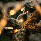 Ultimate Clear Fairy Lights with warm white LEDs on clear cable woven between cactus needles creating a soft warm white glow against the plant