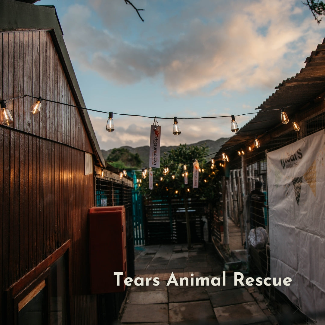 Vintage string lights strung between buildings at an outdoor event at Tears Animal Rescue at dusk