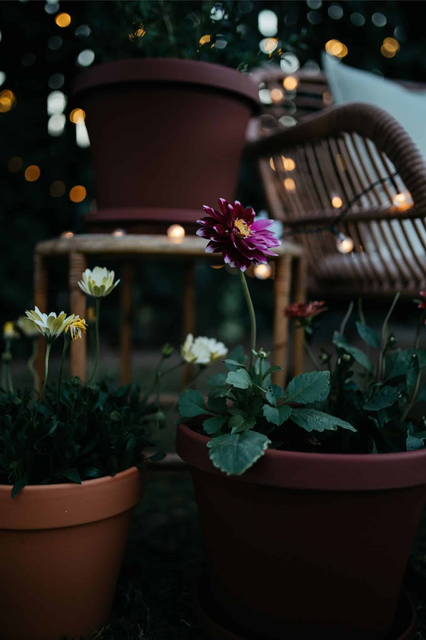 Romantic solar fairy lights, bubble lights, and flickering tea lights glowing under a tree.