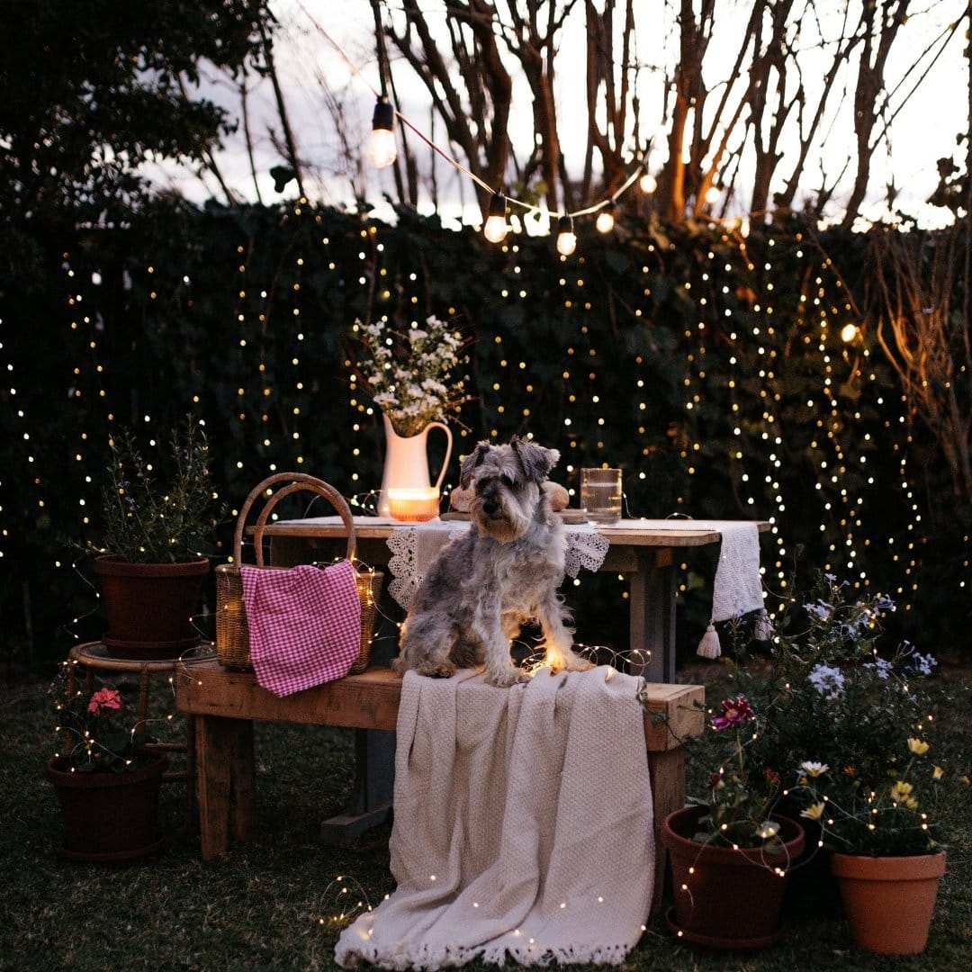 Warm white copper wire fairy lights and classic solar festoon string lighting a lush garden path.